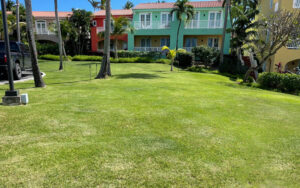 grass